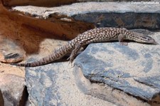 Stachelschwanzwaran (Varanus acanthurus) im Allwetterzoo Münster