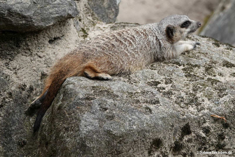 Erdmännchen
(Suricata suricatta) Suricata suricatta