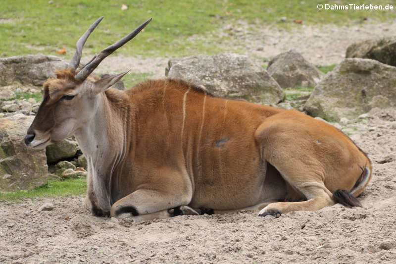 Elenantilope (Taurotragus oryx)