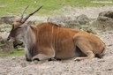 Taurotragus oryx