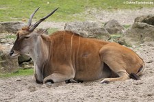 Elenantilope (Taurotragus oryx) im Allwetterzoo Münster