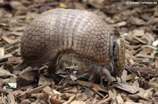 Südliches Kugelgürteltier (Tolypeutes matacus) im Allwetterzoo Münster