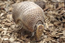 Südliches Kugelgürteltier (Tolypeutes matacus) im Allwetterzoo Münster