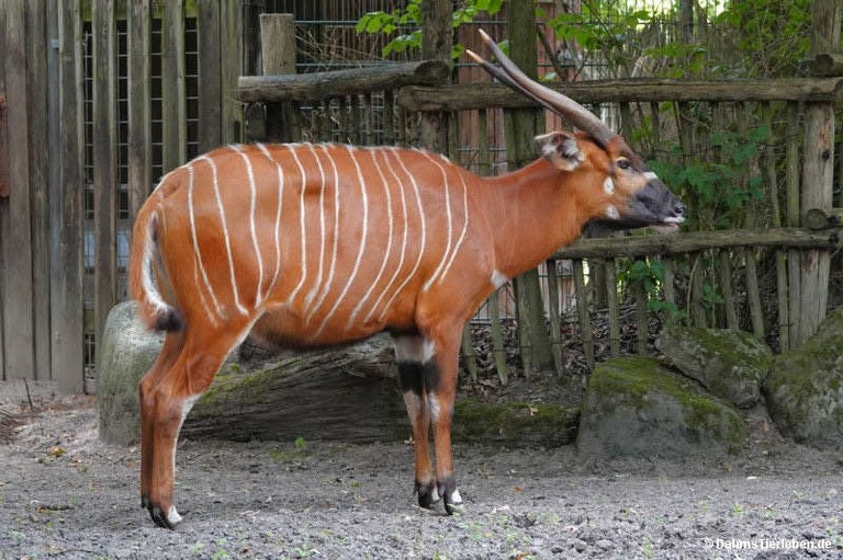 Tragelaphus eurycerus