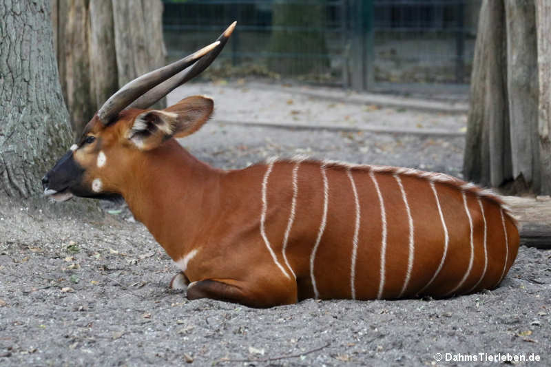 Östlicher Bongo (Tragelaphus eurycerus isaaci)