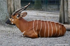 Östlicher Bongo (Tragelaphus eurycerus isaaci) im Allwetterzoo Münster