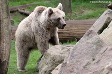 Syrischer Braunbär (Ursus arctos syriacus) im Allwetterzoo Münster