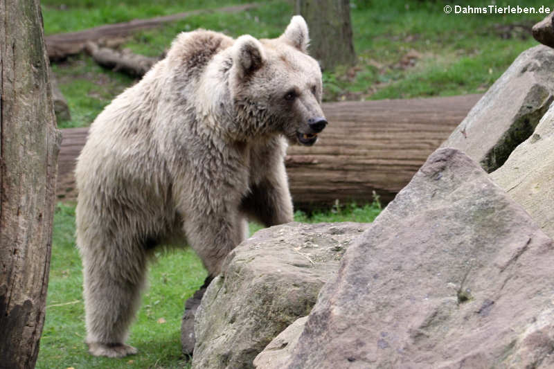 Syrischer Braunbär (Ursus arctos syriacus)