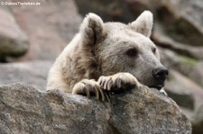 Syrischer Braunbär (Ursus arctos syriacus) im Allwetterzoo Münster