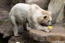 Syrischer Braunbär (Ursus arctos syriacus) im Allwetterzoo Münster