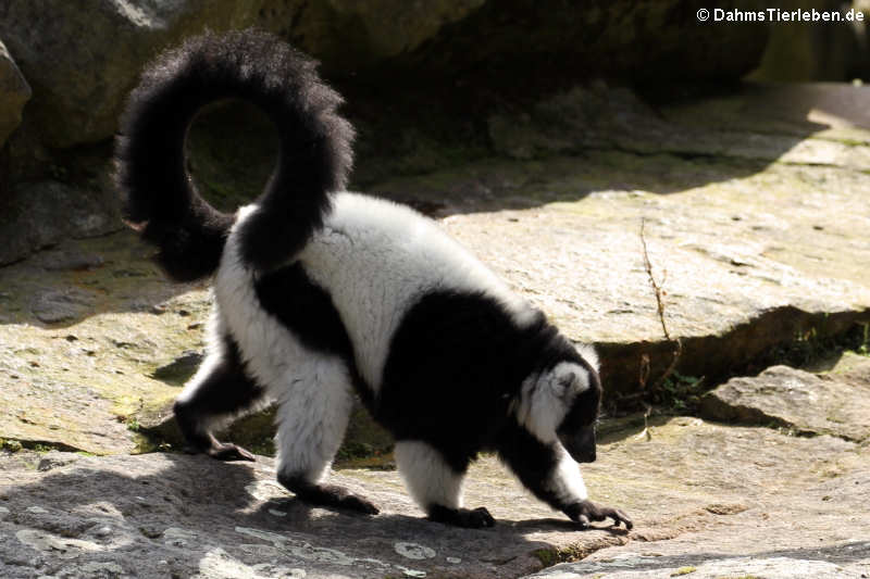 Varecia variegata variegata-1