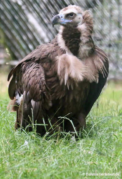 Aegypius monachus