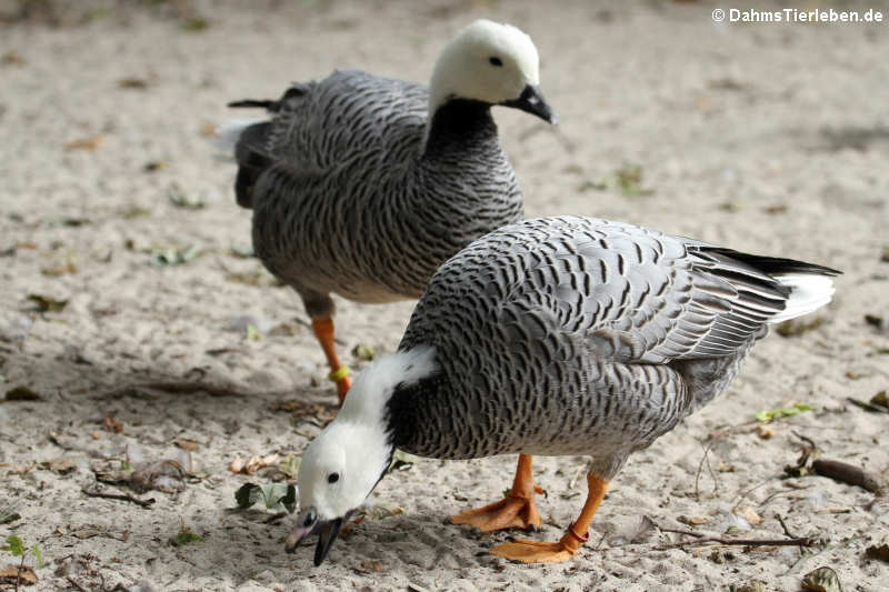 Kaisergans (Anser canagicus)