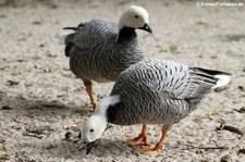 Kaisergänse (Anser canagicus) im Allwetterzoo Münster