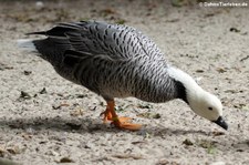 Kaisergans (Anser canagicus) im Allwetterzoo Münster