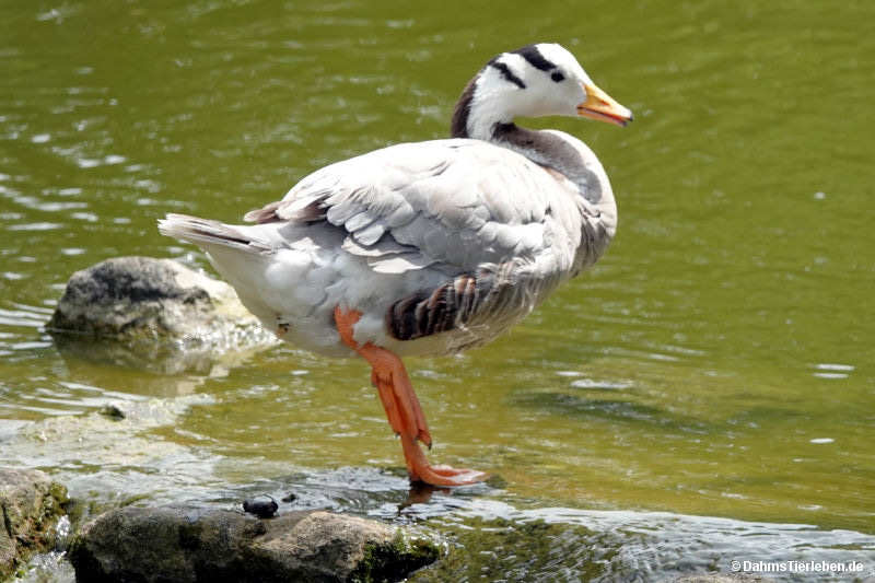 Anser indicus