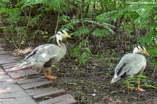 Streifengänse (Anser indicus) im Allwetterzoo Münster