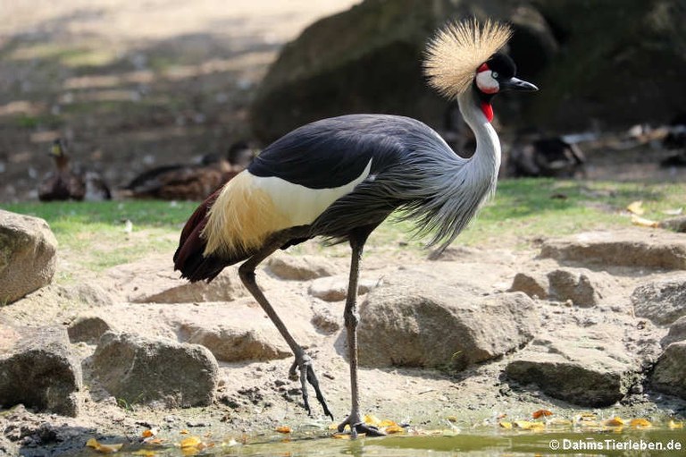 Balearica regulorum gibbericeps