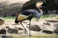 Ostafrikanischer Kronenkranich (Balearica regulorum gibbericeps) im Allwetterzoo Münster