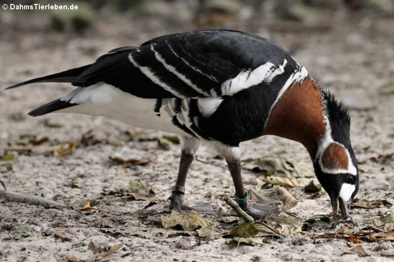 Rothalsgans (Branta ruficollis)