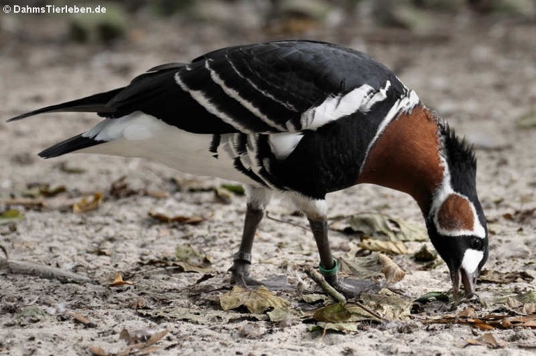 Branta ruficollis