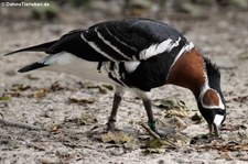 Rothalsgans (Branta ruficollis) im Allwetterzoo Münster