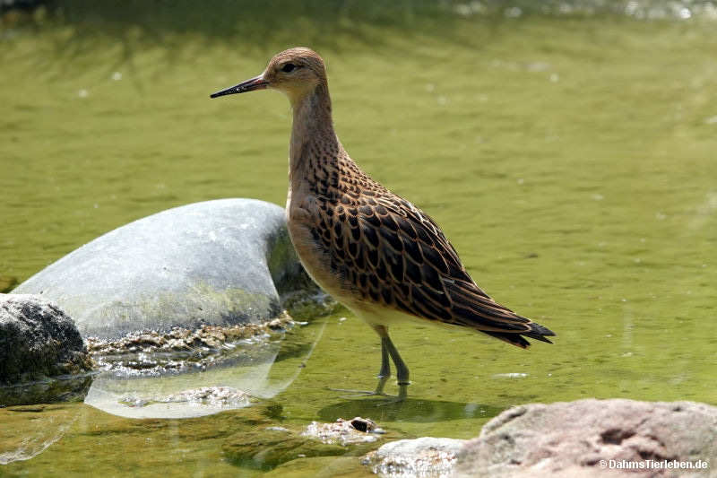 Kampfläufer Calidris pugnax-9