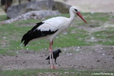 Weißstörche (Ciconia ciconia) im Allwetterzoo Münster