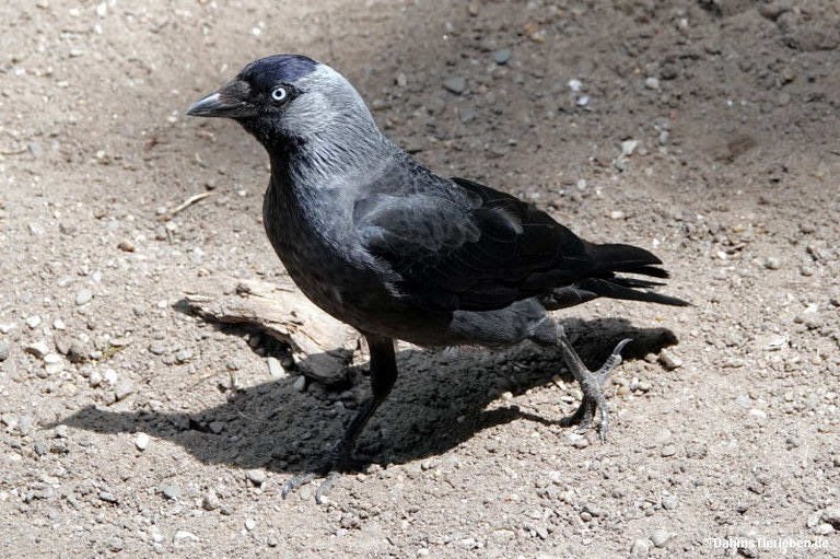 Coloeus monedula spermologus