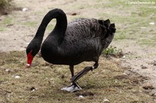 Trauerschwan (Cygnus atratus) im Allwetterzoo Münster