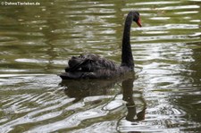 Trauerschwan (Cygnus atratus) im Allwetterzoo Münster