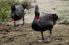 Trauerschwäne (Cygnus atratus) im Allwetterzoo Münster