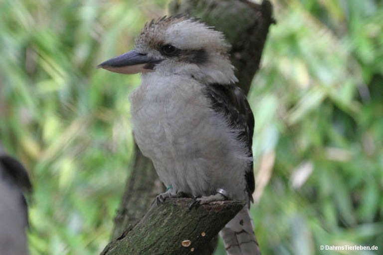 Dacelo novaeguineae