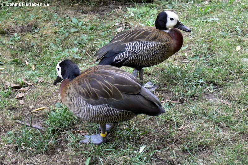 Dendrocygna viduata-4