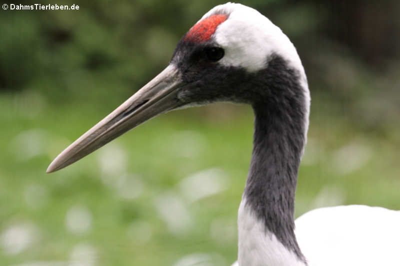 Mandschurenkranich (Grus japonensis)