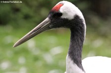 Mandschurenkranich (Grus japonensis) im Allwetterzoo Münster