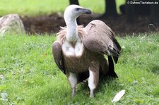 Gänsegeier (Gyps fulvus) im Allwetterzoo Münster