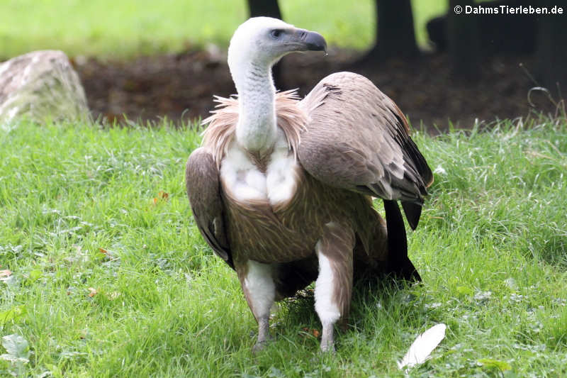 Gänsegeier (Gyps fulvus)