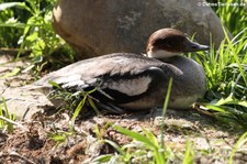 weiblicher Zwergsäger (Mergellus albellus) im Allwetterzoo Münster