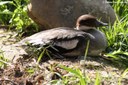 Mergellus albellus