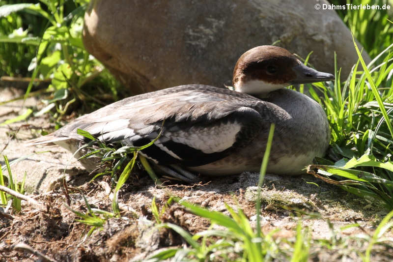 Mergellus albellus-7