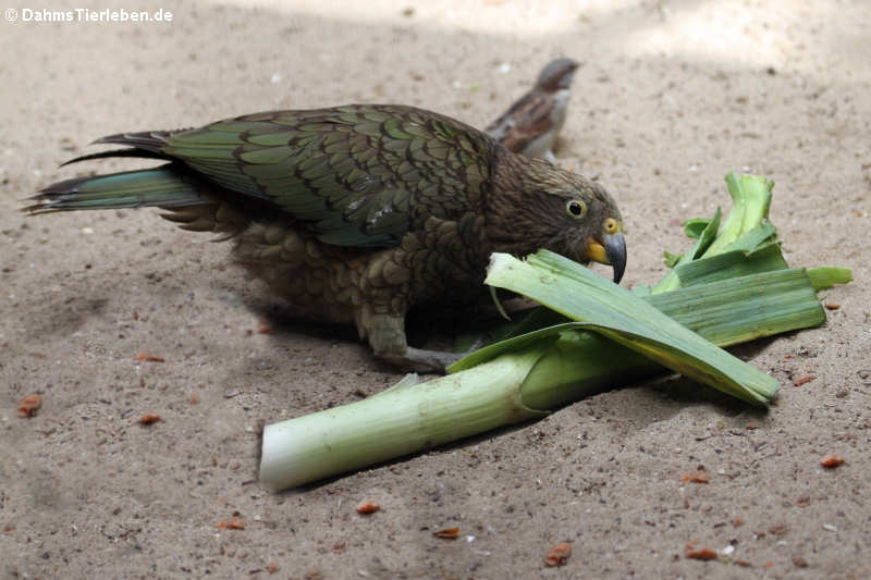 Kea (Nestor notabilis)