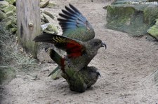 Keas (Nestor notabilis) im Allwetterzoo Münster