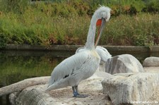 Krauskopfpelikan (Pelecanus crispus) im Allwetterzoo Münster