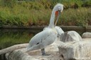 Pelecanus crispus