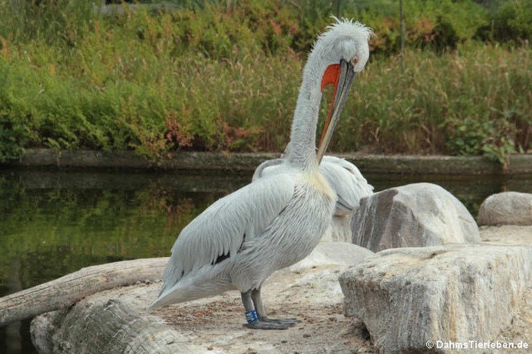 Pelecanus crispus