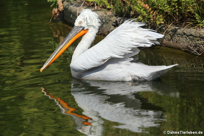 Krauskopfpelikan (Pelecanus crispus)