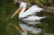 Krauskopfpelikan (Pelecanus crispus) im Allwetterzoo Münster