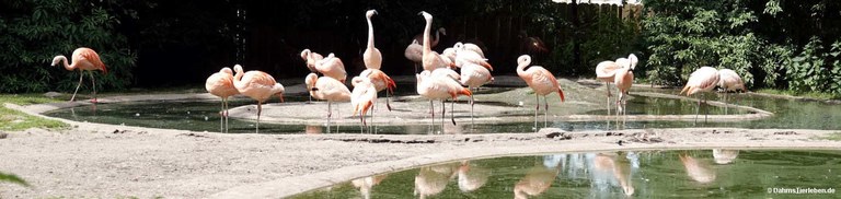 Phoenicopterus chilensis