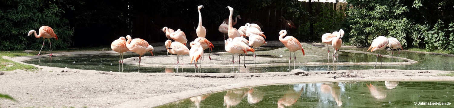 Phoenicopterus chilensis